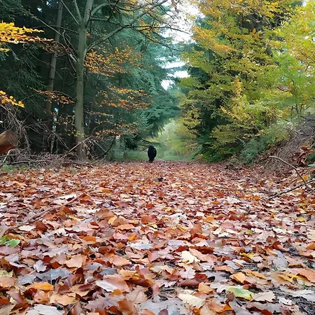 Zum Märchenwald Bad Wildungen
